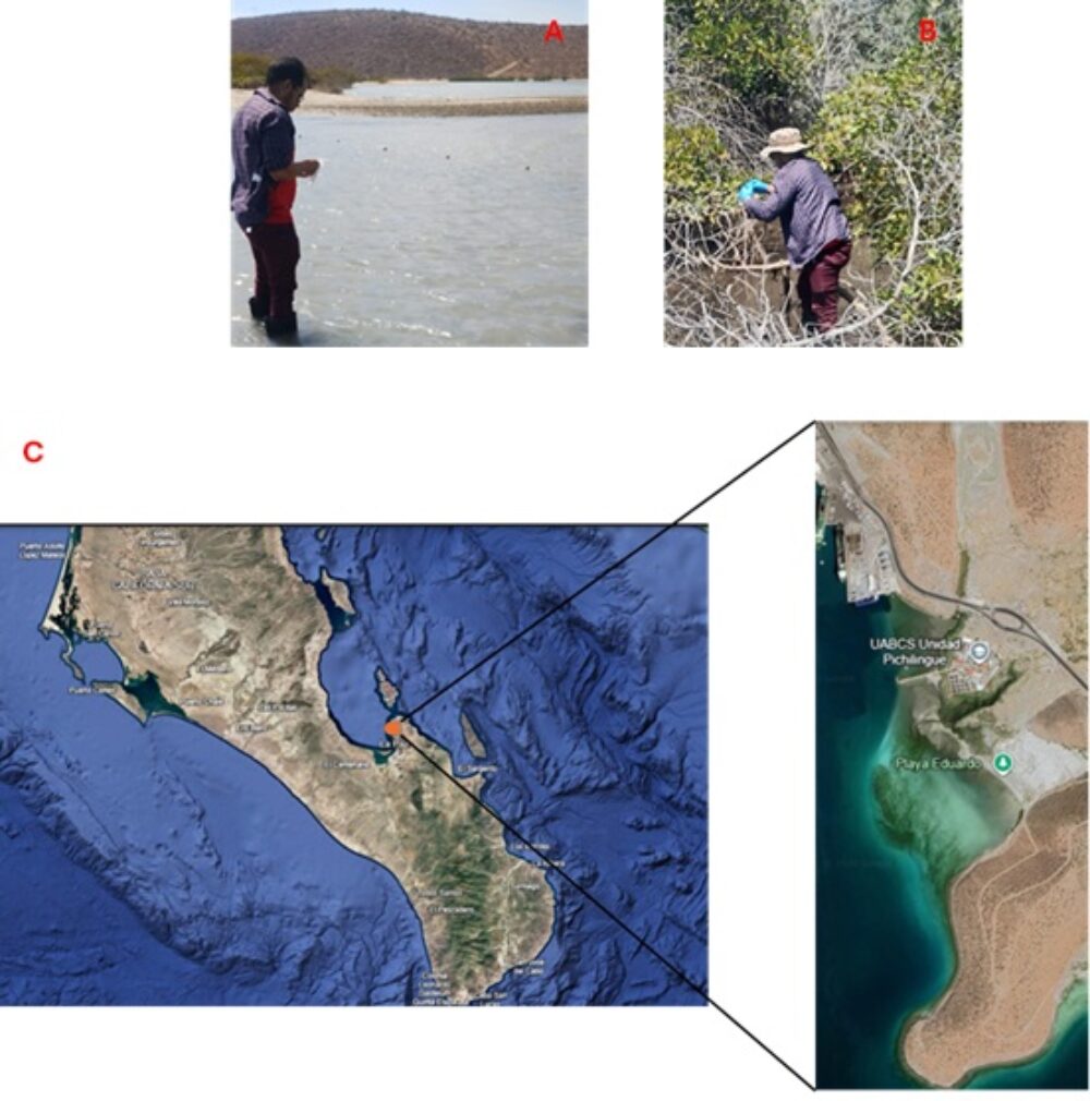 Figura 1. Toma de muestras en ambientes marinos y costeros de Baja California Sur, México - José Leonardo Ledea Rodríguez