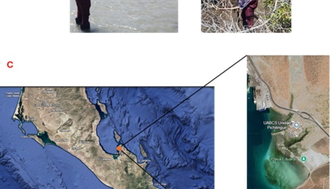 Figura 1. Toma de muestras en ambientes marinos y costeros de Baja California Sur, México - José Leonardo Ledea Rodríguez