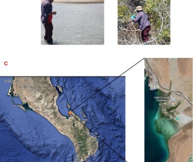 Figura 1. Toma de muestras en ambientes marinos y costeros de Baja California Sur, México - José Leonardo Ledea Rodríguez