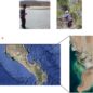 Figura 1. Toma de muestras en ambientes marinos y costeros de Baja California Sur, México - José Leonardo Ledea Rodríguez